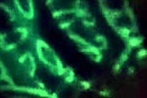 Mature BBW enjoys oral pleasure