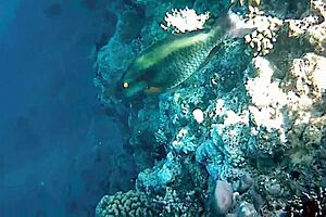 Freche MILF MariaOld zeigt riesige natürliche Titten und rasierte Muschi draußen.