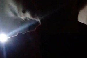 Don't Be Fooled By Another Intense Fuck Part Ii!