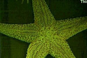 Mother-in-law offers her ass after pool game loss