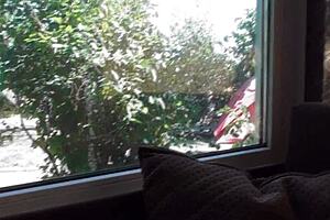 The HAIRY MATURE MILF gets her ASS RIMMED by an AMATEUR.