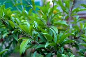 स्टेपमॉम की चूत इतनी इरेजिस्टिबल क्यों है हॉट सेक्स में?