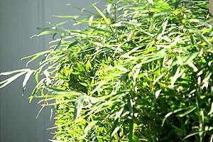 I creampie Japanese housewife Mai Yoshine