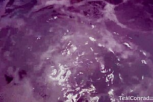 Lesbian sex by the pool Vicky Vette dildo fucks Teal Conrad, orgasm and pussy lips.