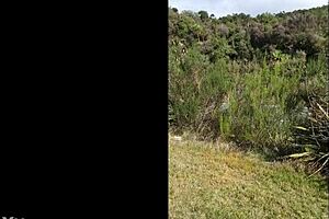 that trashy kiwi milf pissing on roadside with traffic coming so wild