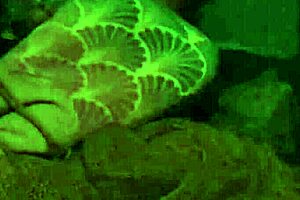 the fisherman catches european girls in public outdoor spots