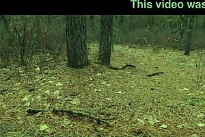 Two Perverts Take Bubble Butt Milf For Anal Submission In Forest