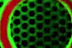 大屁股小姐Raquel承受Rome Major的巨大BBC！