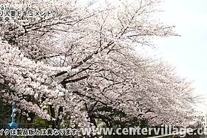 Mio Inoue's First Married Woman Creampie And Sucking Session