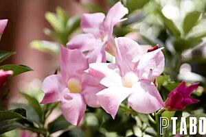 His 100th Foster Punishes Kyler Quinn With Blowjob