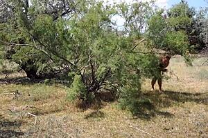Shy aboriginal woman in costumes dancing outdoors at milf cosplay event