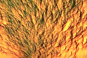 Nelly Feels Intense Pleasure In Doggystyle, Missionary, And Group Bang For Multiple Orgasms