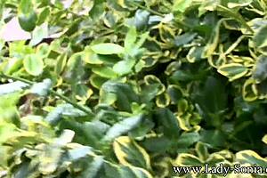 Lady Sonia's trophy wife gets barebacked outdoors! 😍