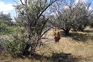 savannah vixen explores outdoor mature amateur adventures