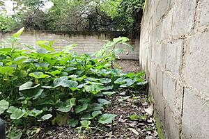 The doctor suggests a rectal exam for the mature milf patient in the hospital. She bends over for anal play and ass licking in cowgirl position.