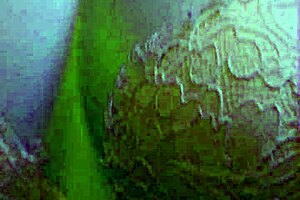 sheseducedme work hard fuck harder, where curvy milf seduces petite babe with strapon and licking.