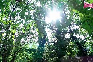 Hübsche Deutsche Schwarzhaarige Teen 18+ Im Wald Gefickt Skinny Latina Pov Outdoor Cum in Mouth