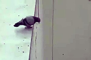 What Happens When Mexican Woman Misunderstands and Engages with Young Inexperienced Men in Tucamomos V?