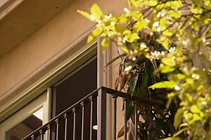 hey check this busty brunette slut slamming her dripping snatch on manuel's massive meat 😈🍆