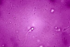 Scientist stepmom needs my sperm, will you give me your load in deepthroat and creampie?