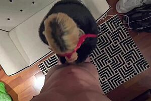 Elenaxxx gives couch blowjob then bed missionary pov with her curvy latina tits and tight wet pussy bouncing.