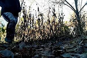 wanna see this huge ass cougar piss in nature?