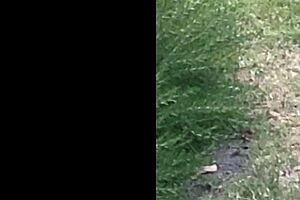 Submissive Tattooed Slut Pisses Publicly After Dirty Restaurant Date Comedy