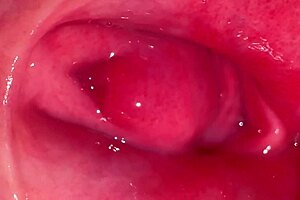 Virgin Japanese Girlfriend Proves It Close-Up: Shaved Wet Pussy Licked for New Year's Worldwide Proof