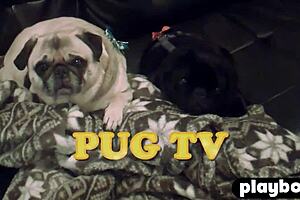 whoa amanda booth's perfect small tits look amazing naked post striptease