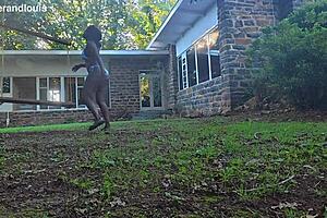 i'm addicted to black bull's bbc stretching my tight milf pussy