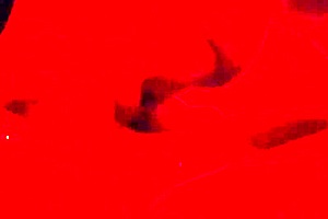 wanna watch me give this slow deep blowjob up close, baby?