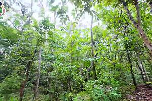 Hot Thai Babysitter's Skinny Pussy Creampied Outdoors by Neighbor