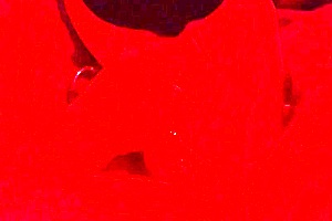 Obedient whore, swallow my load blindfolded asmr?