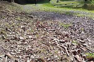 strolling with stepmom she loves public flashing tease