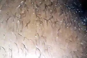 met this curvy ebony housewife first time creampie bedroom 😍🍫💦