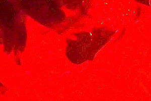 wife masters cock sucking side view deepthroat swallow