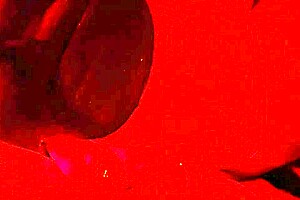 extreme close-up blowjob explodes in her fat wife's cum-filled mouth