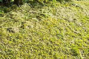 german milf whore sandra works streets in mre nica croatia hustling johns daily