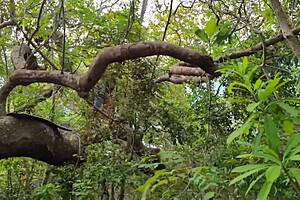 amigo pegou na floresta e meteu forte dando gosada