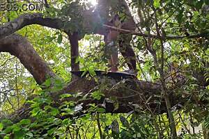 amigo pegou na floresta e meteu forte dando gosada