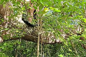 amigo pegou na floresta e meteu forte dando gosada