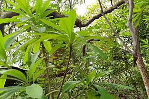 amigo pegou na floresta e meteu forte dando gosada